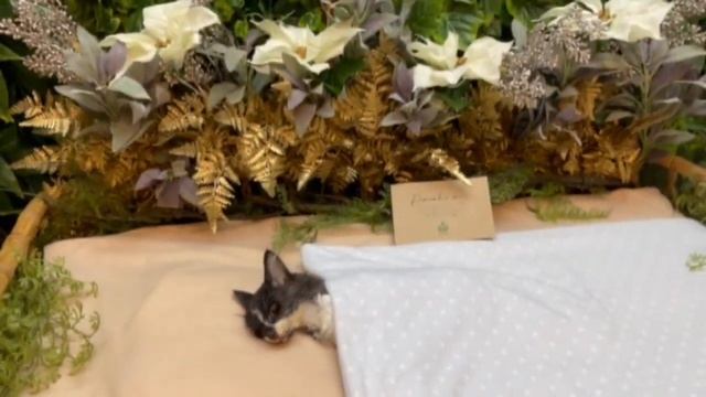 Sushi's 15 minutes wake at Pet to Nature #shorts смотреть онлайн