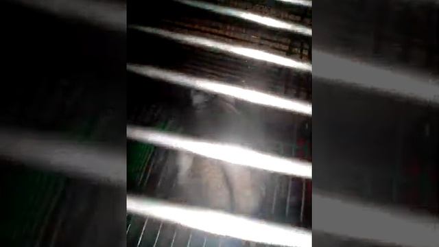 Мой хомяк Лапа ( её так зовут) смотреть онлайн