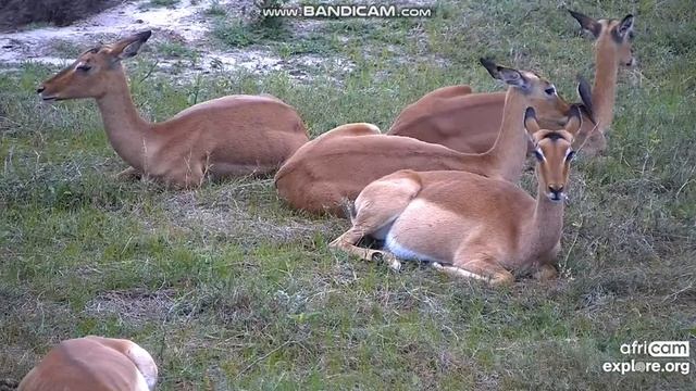 Oxpeckers groom some female impalas. EXPLORE.org October 08, 2021 смотреть онлайн