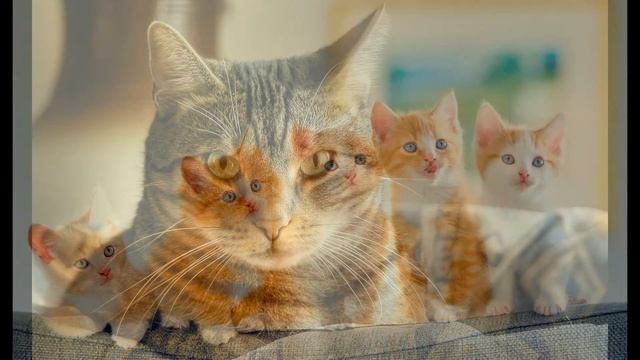 Cat breeds породы кошек смотреть онлайн