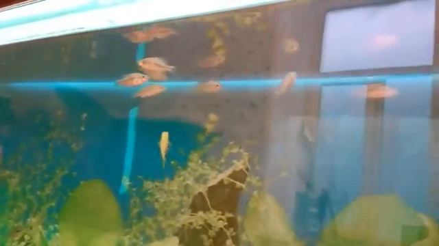 Странное поведение Демидохромисов смотреть онлайн