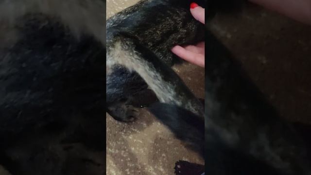 Как мы потеряли и нашли кота смотреть онлайн