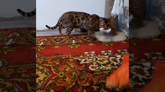 Инструкция-фрукт зверь