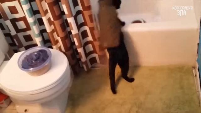 Приколы с Котами Смешные коты и кошки 2017 ¦¦ Смешное Видео Корпорация Зла смотреть онлайн