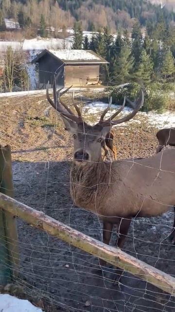 отправь Мише !!! пусть знает что она ему рога наставила смотреть онлайн