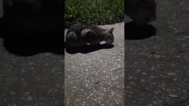 Она опять кормит кошечку!🐱 смотреть онлайн