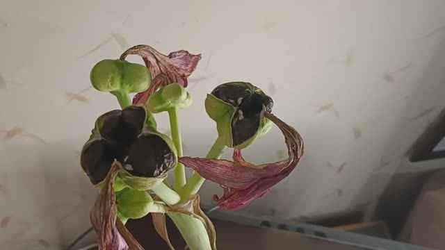 Необычный посев семян гиппеаструмов #гиппеаструм #семена #цветы #посевцветов #посевсемянгипеаструма смотреть онлайн