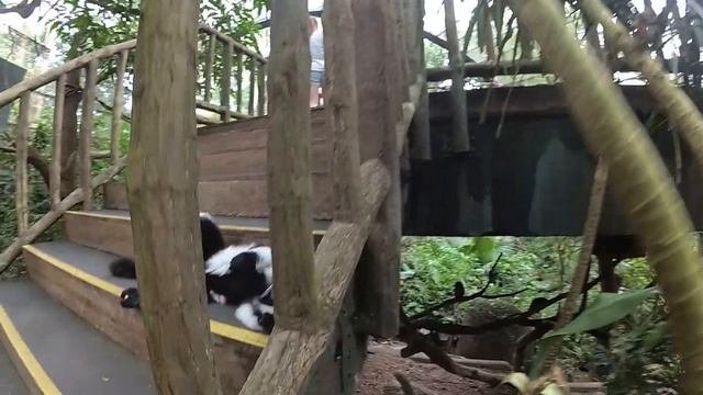 Сингапурские хомяки смотреть онлайн