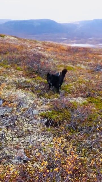 Lemming attacks Swedish lapphund.. #outdoors #norway #smartdog #dogsoftheworld #lemmings #funnydogs смотреть онлайн