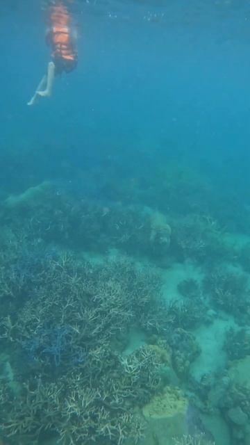 Snorkeling in Koh Kood, Thailand | #shorts смотреть онлайн
