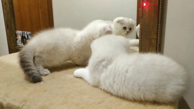 плюшевые вислоухие голубоглазые шотландские котята шиншиллы роскошная милота 💞🤗 смотреть онлайн