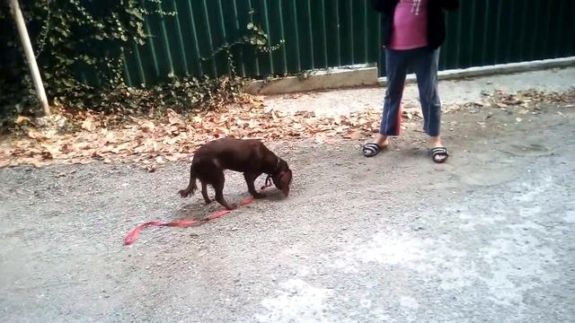 Ириска живёт за стеной у меня. смотреть онлайн