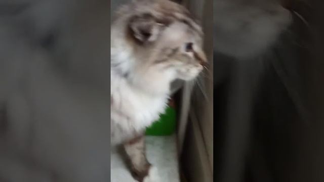 Песня котика про уток смотреть онлайн