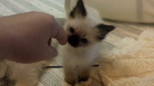 Freya 2 смотреть онлайн