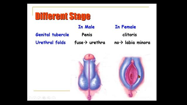 Special embryology - Urogenital system - 3 External genitalia and urethra смотреть онлайн