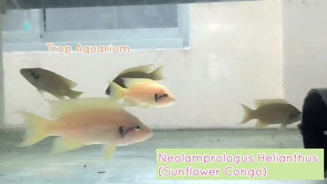 Neolamprologus Helianthus (Sunflower Congo)