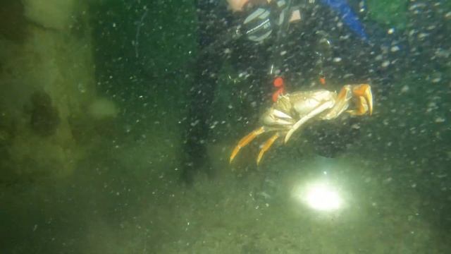 Scuba Diving Dungeness Crab, Puget Sound Catch and Cook 4K смотреть онлайн