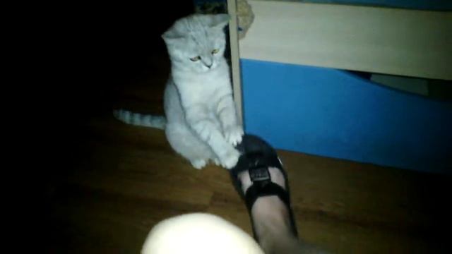 Танцующая кошка смотреть онлайн