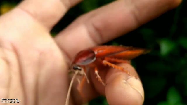 Kecoa Hutan Sumatra Yang Sangat Besar Sekali. смотреть онлайн