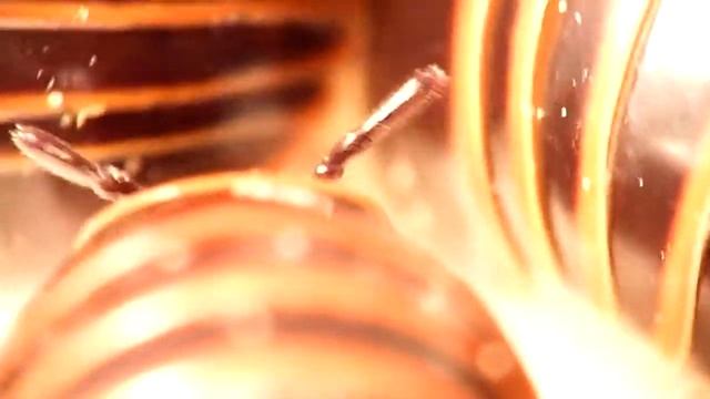 Glomeris marginata смотреть онлайн