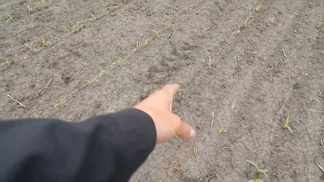 Кукуруза на 31.05.2021 і морква смотреть онлайн