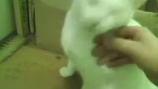 Кошка нежность смотреть онлайн