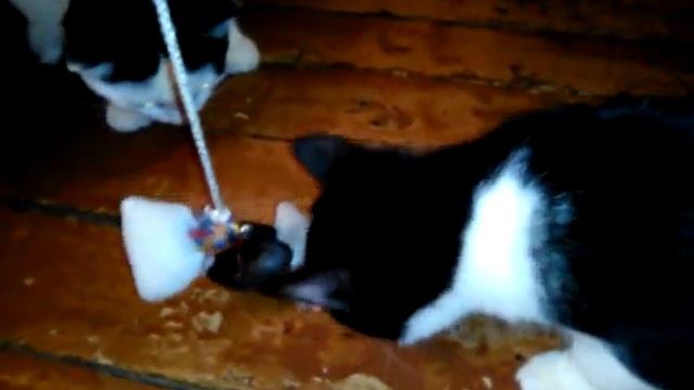 Смешные кошки. Кошки и коты веселятся. смотреть онлайн