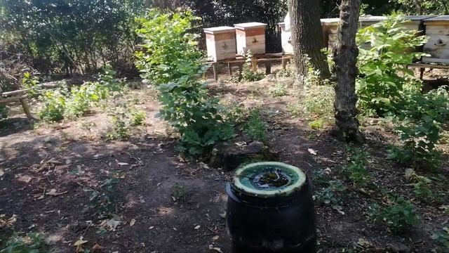 Полевой точек пчел смотреть онлайн