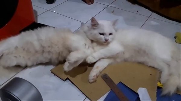 UNUSUAL  COMPILATION 223