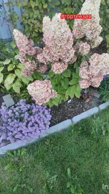 Обзор гортензии Magical Kilimanjaro/Меджикал Килиманджаро.