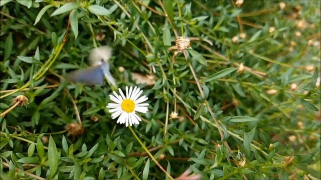 Baby Blue Butterflies in Maryville Garden смотреть онлайн