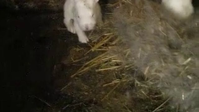 Rabbits. Кролики. Перші кроки! смотреть онлайн
