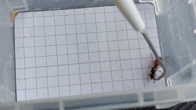 Camponotus stefani (Australia) 19.05.2023 смотреть онлайн