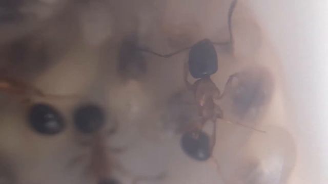 Monomorium sp смотреть онлайн