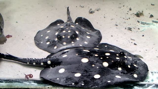 Potamotrygon leopoldi pair feeding live "californian worms" смотреть онлайн