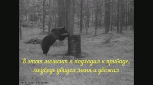 МЕДВЕДЬ, РОСОМАХА, ЛИСИЦА, ВОРОН НА ПРИВАДЕ _ ВИДЕО С ФОТОЛОВУШКИ _ ВИДЕО ОХОТА НА МЕДВЕДЯ