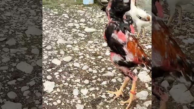 О Шамо Палка смотреть онлайн