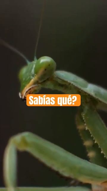 ¿Sabías qué? Descubre los secretos de la mantis religiosa #shorts #animal #curiosidades смотреть онлайн