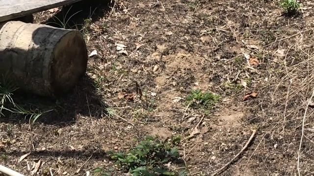 リュウキュウムラサキHypolimnas bolina 2020/01/05 Thala Beach, Butterfly of Australia смотреть онлайн