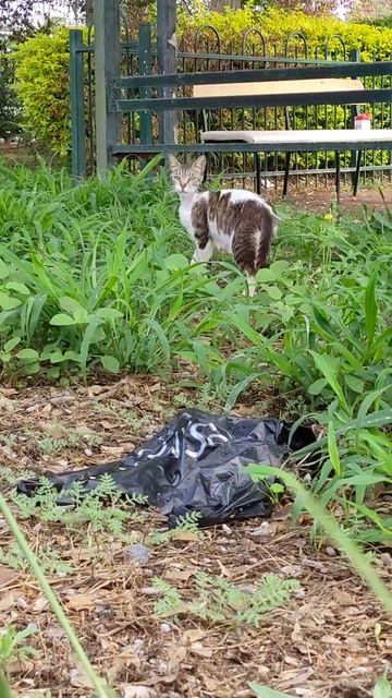 Кот с большими Ушами 😹👂 Feral cat with big ears 😻 Kucing lucu 猫 Gato engraçado gracioso Chat drôle смотреть онлайн