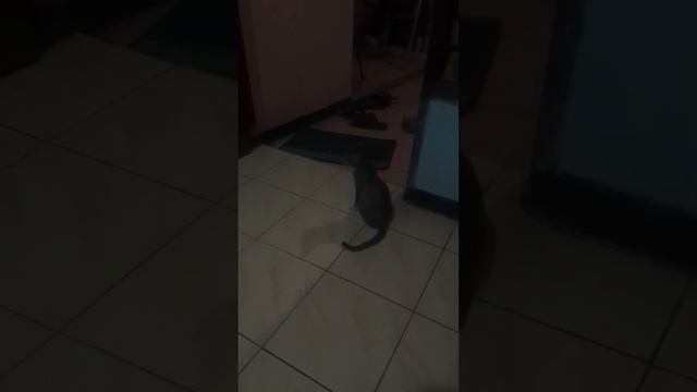 Kucing Bermain Dengan Ikan Arwana смотреть онлайн