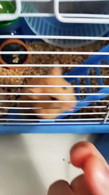 обзор как я кормлю своего хомяка смотреть онлайн