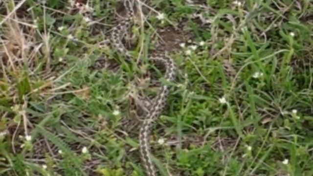 Vipera ursinii rakosiensis смотреть онлайн