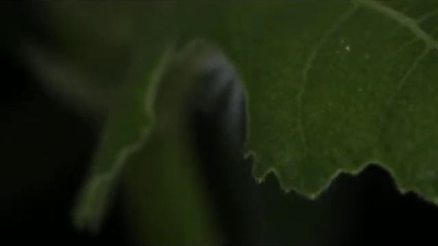 ハゴロモの幼虫？ смотреть онлайн