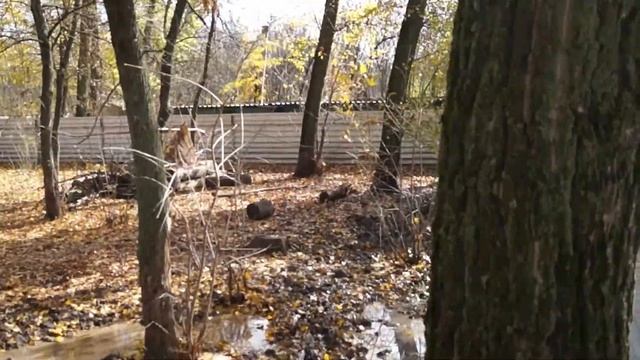 Притравка ЗСЛ по кабану ГРЕССИ смотреть онлайн