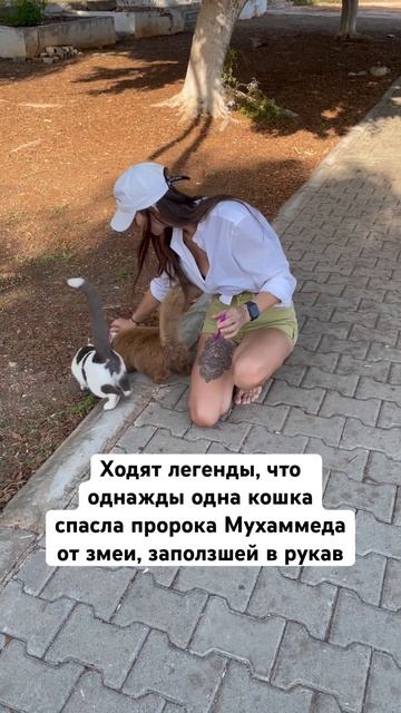 Вы любите кошек?😼 Или больше собаки? #тревел #кошки #турция #турвтурцию #блог #стамбул #житьвтурции смотреть онлайн