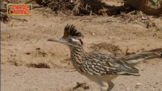Incredible Bird Attacks Snake and Squirrel vs Snake Attack, Mongoose vs Cobra Snake Compilation смотреть онлайн