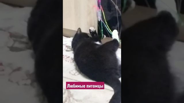 #shorts Любимые питомцы смотреть онлайн
