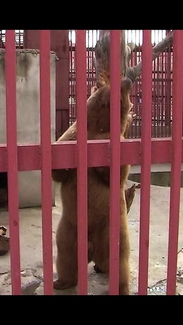 Мишка чешется