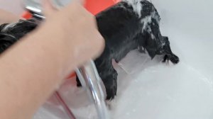 Пуховая китайская хохлатая Груминг пуховой китайской хохлатой для новичков  подробно